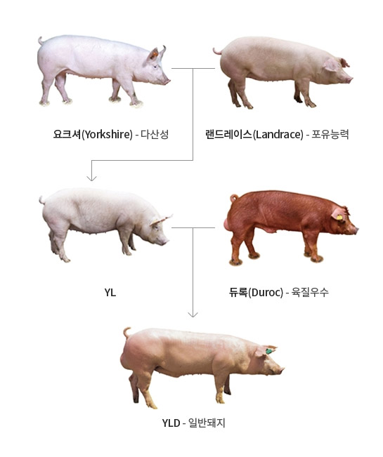 �Ϲݵ������뵵